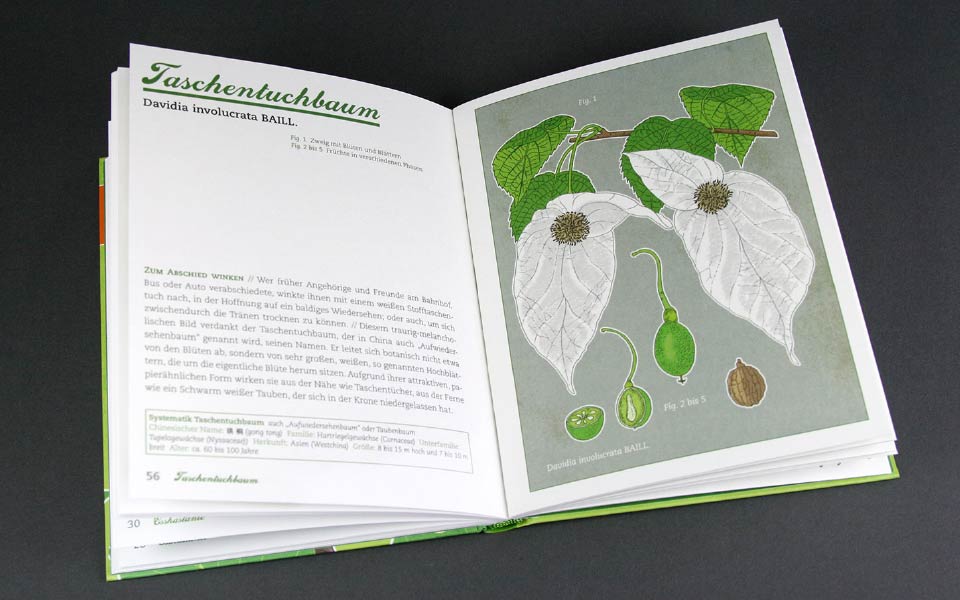1-3 Taschentuchbaum Illustration Buch