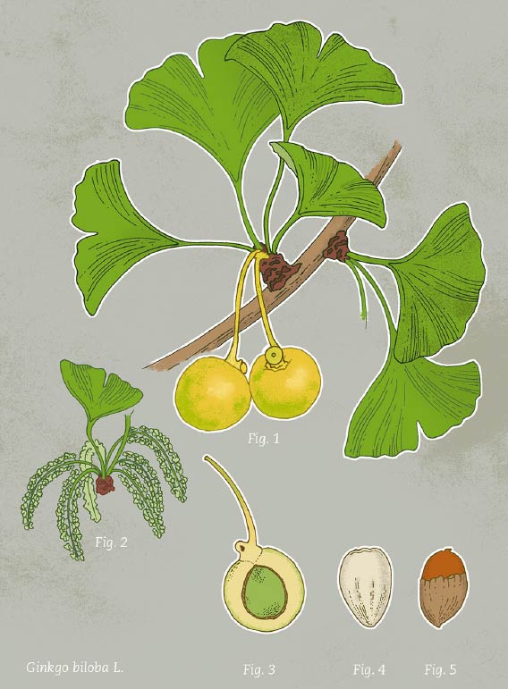 Ginkobaum Illustration Frucht
